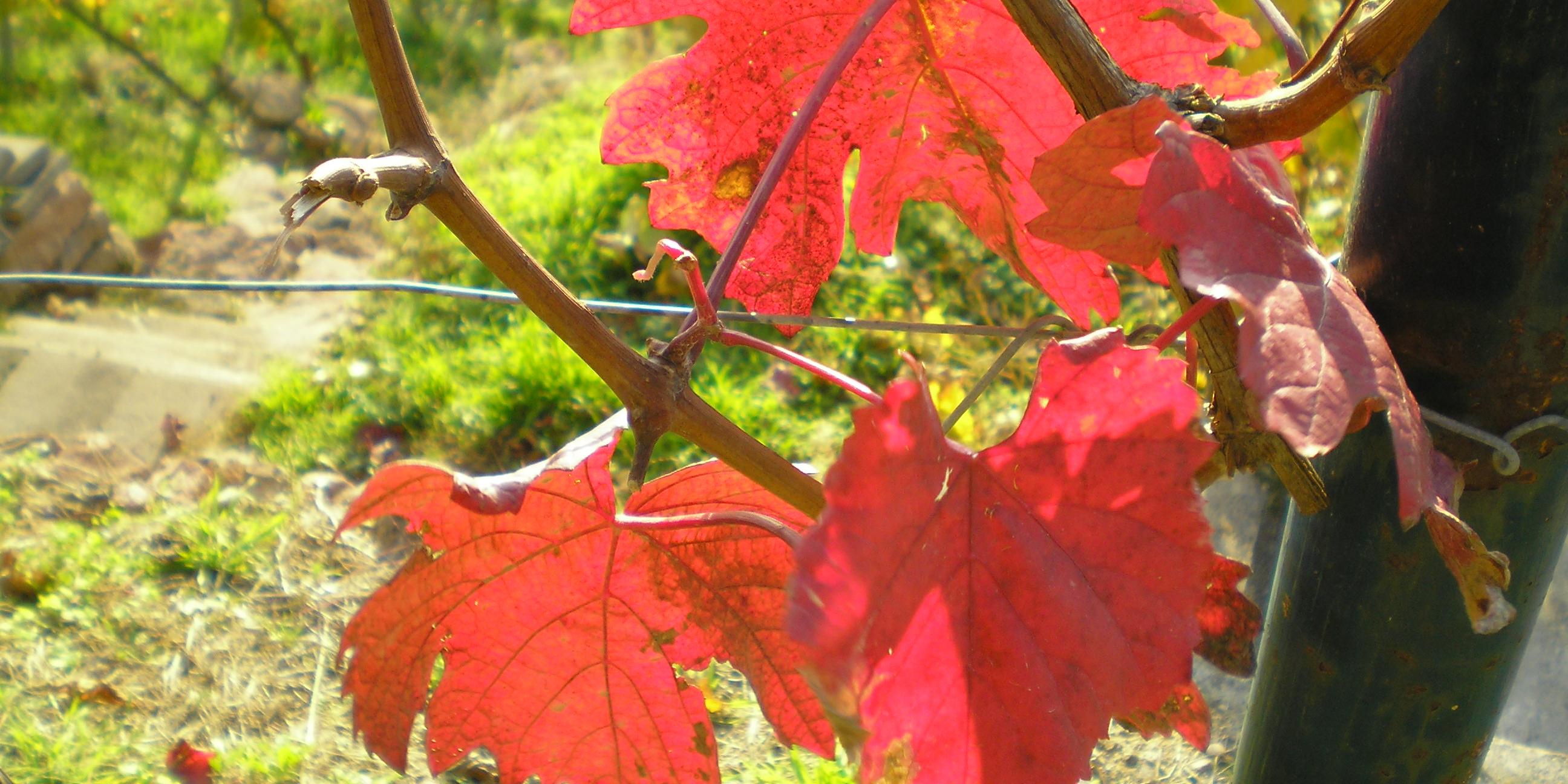 Arbeiter im Weinberg des Herrn