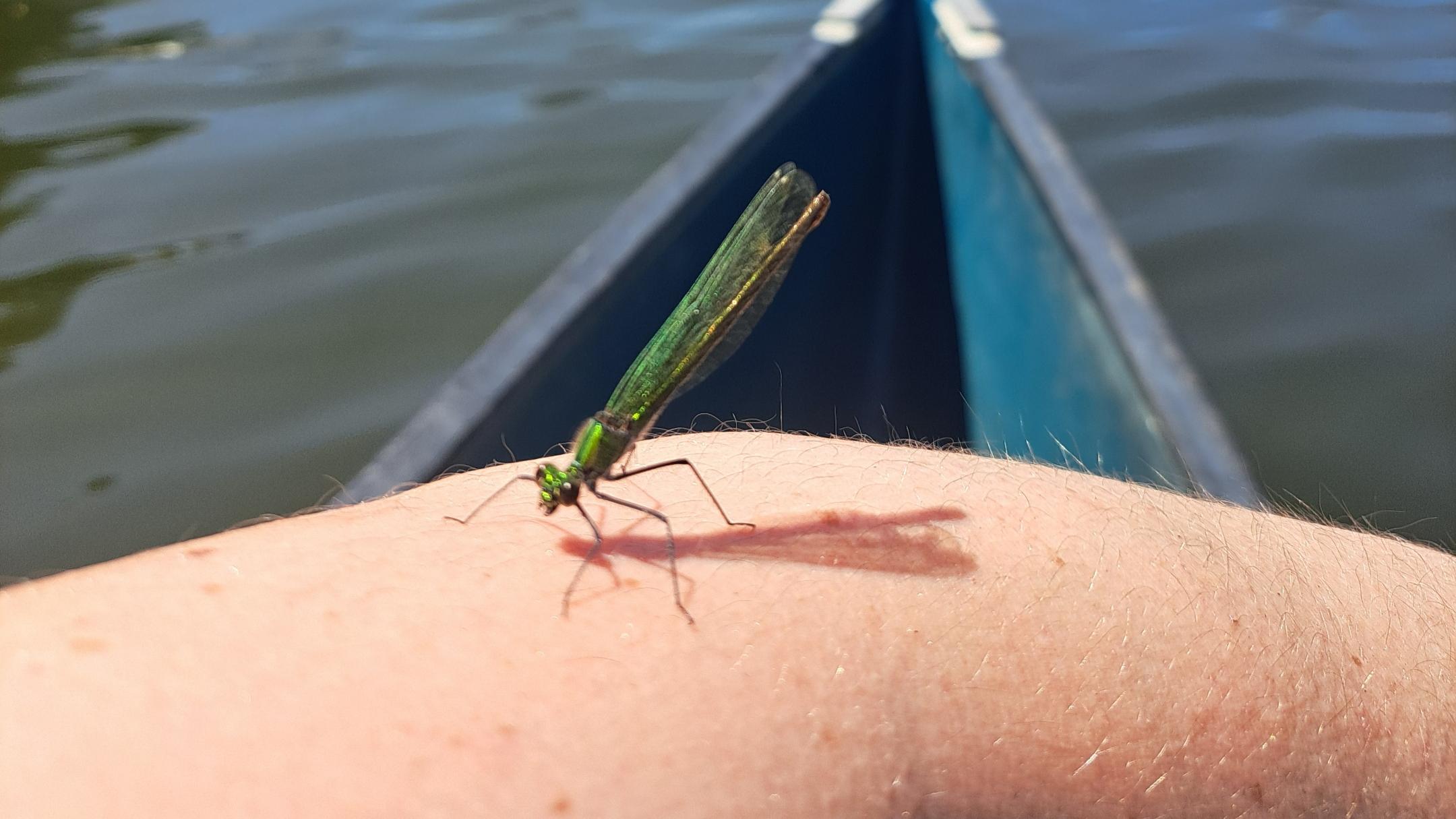 Libelle auf dem Kanu