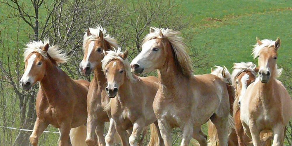 8969_haflinger (1)