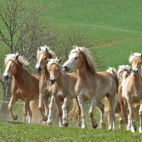 8969_haflinger (1)