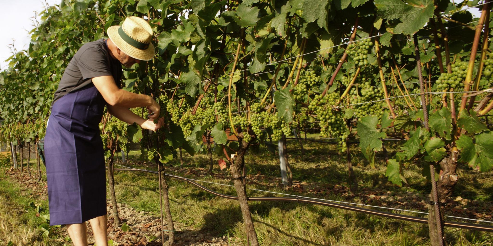 Weinbergsarbeiter