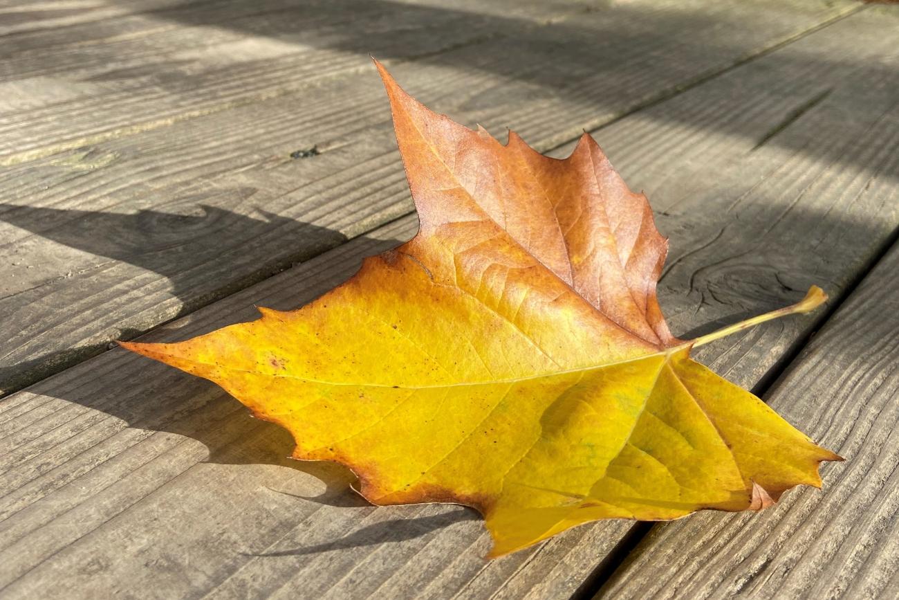 Herbstblatt