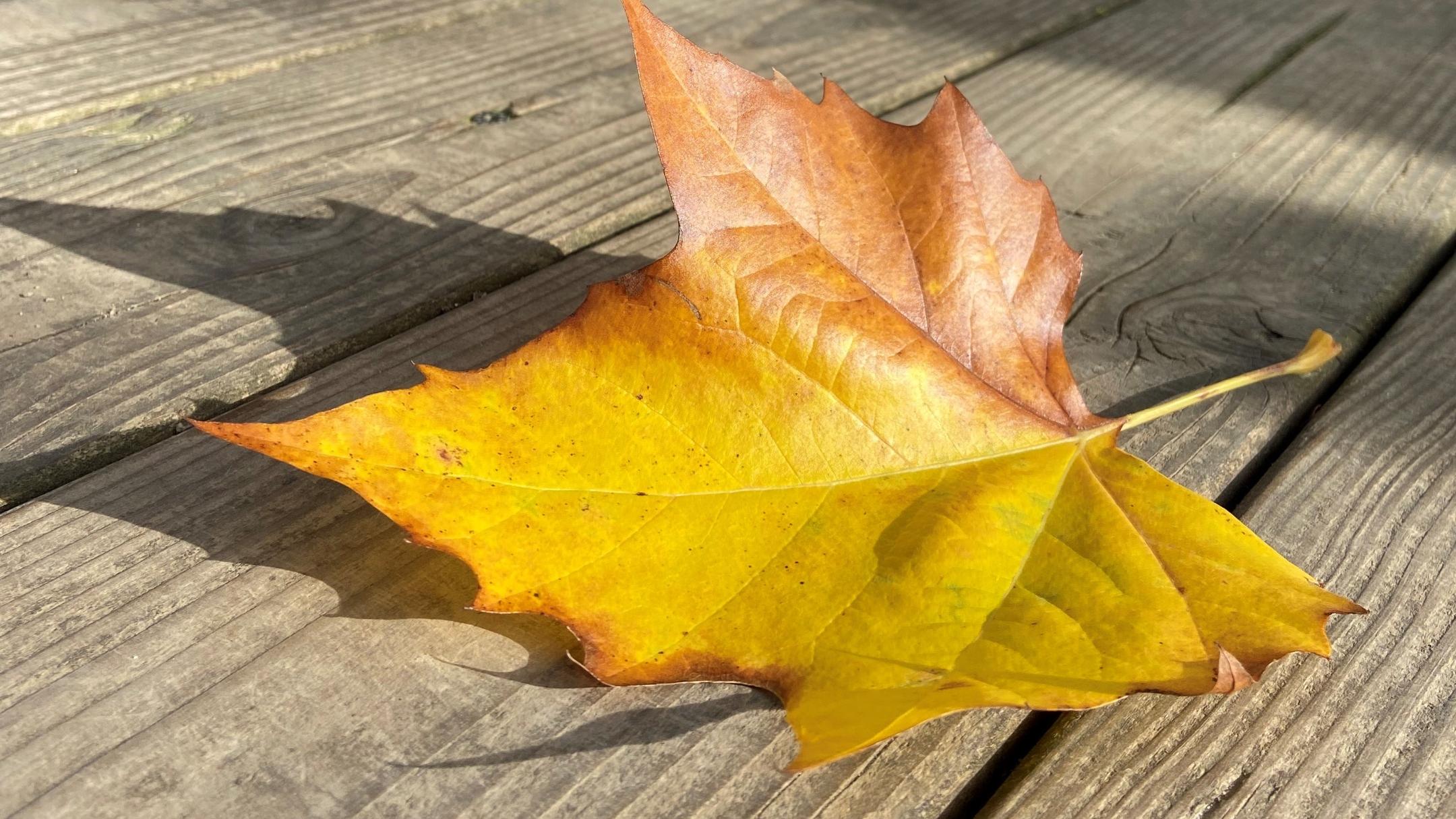 Herbstblatt