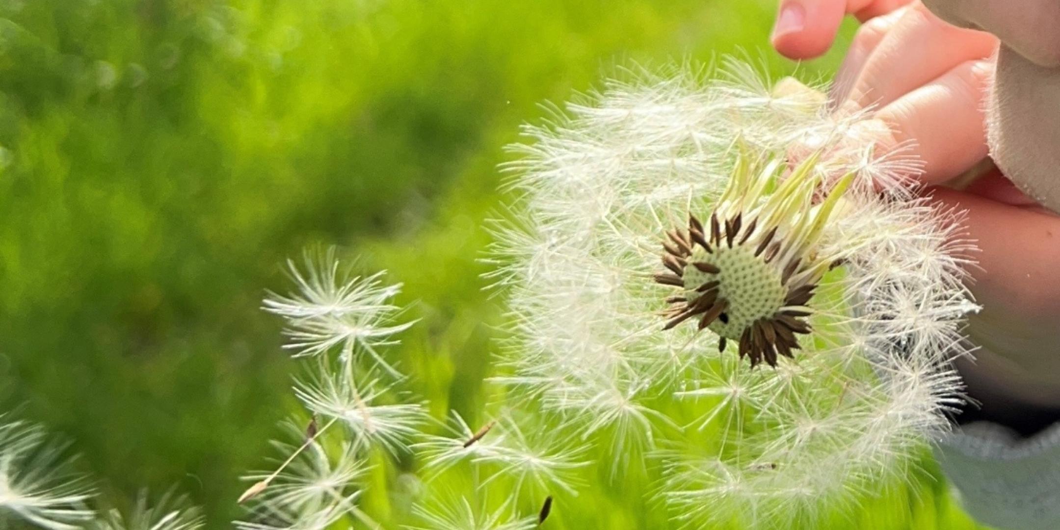 Pusteblume
