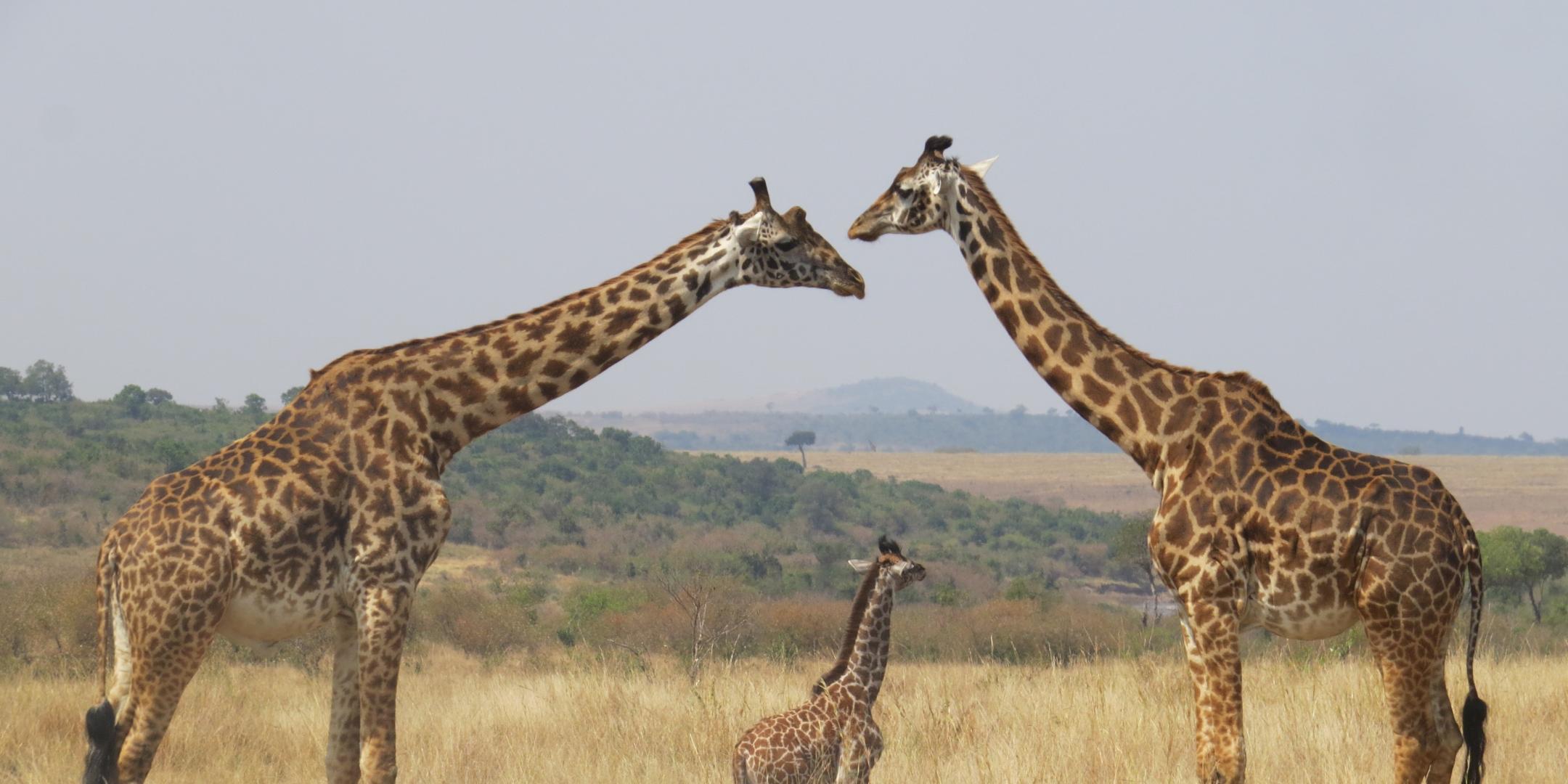Giraffensprache
