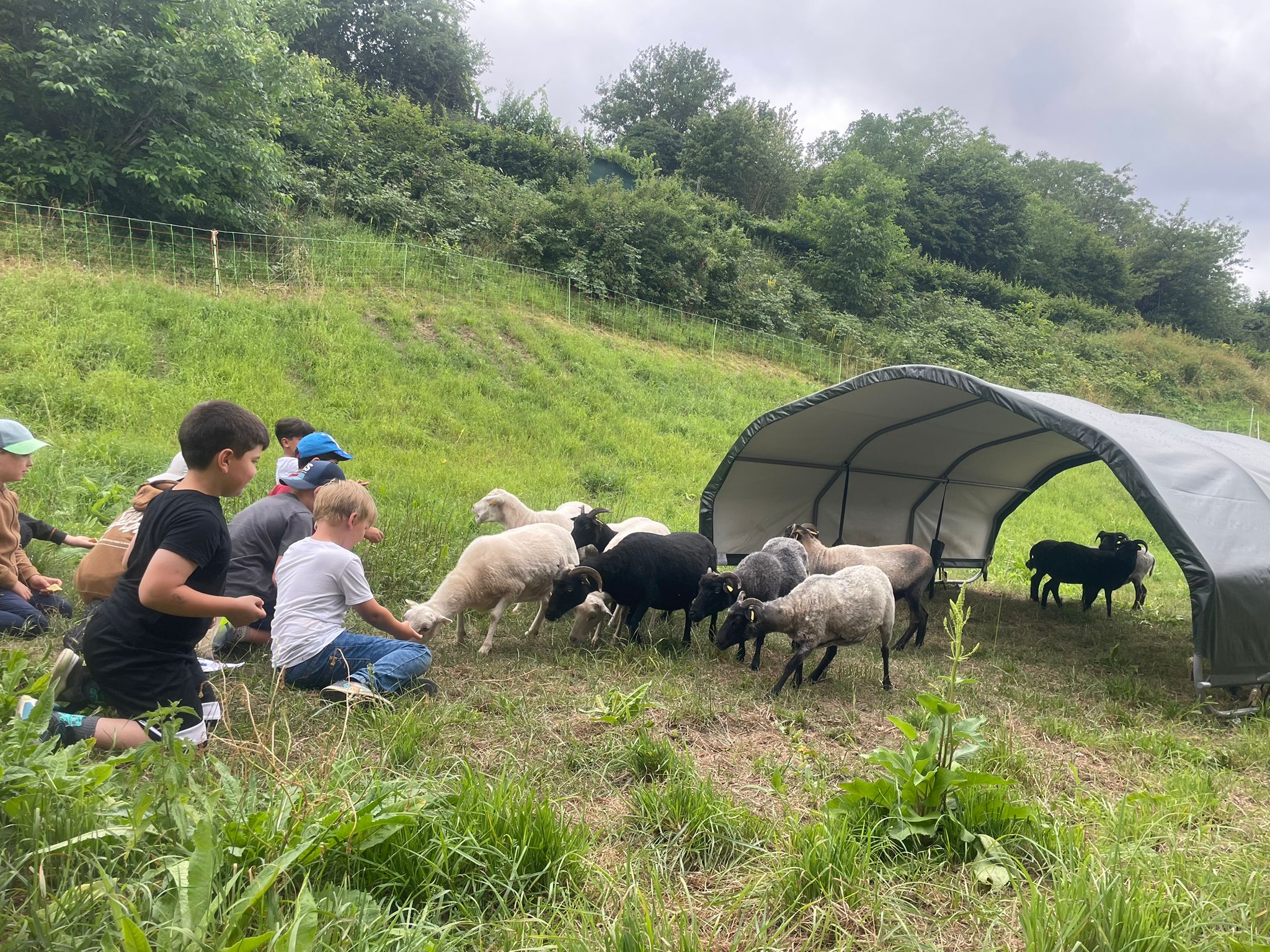 Besuch beim Schäfer (c) TanjaP Besuch beim Schäfer