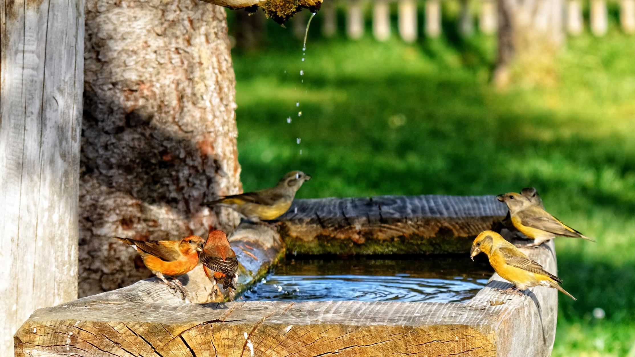 crossbills-1054625_by_antranias_cc0-gemeinfrei_pixabay_pfarrbriefservice