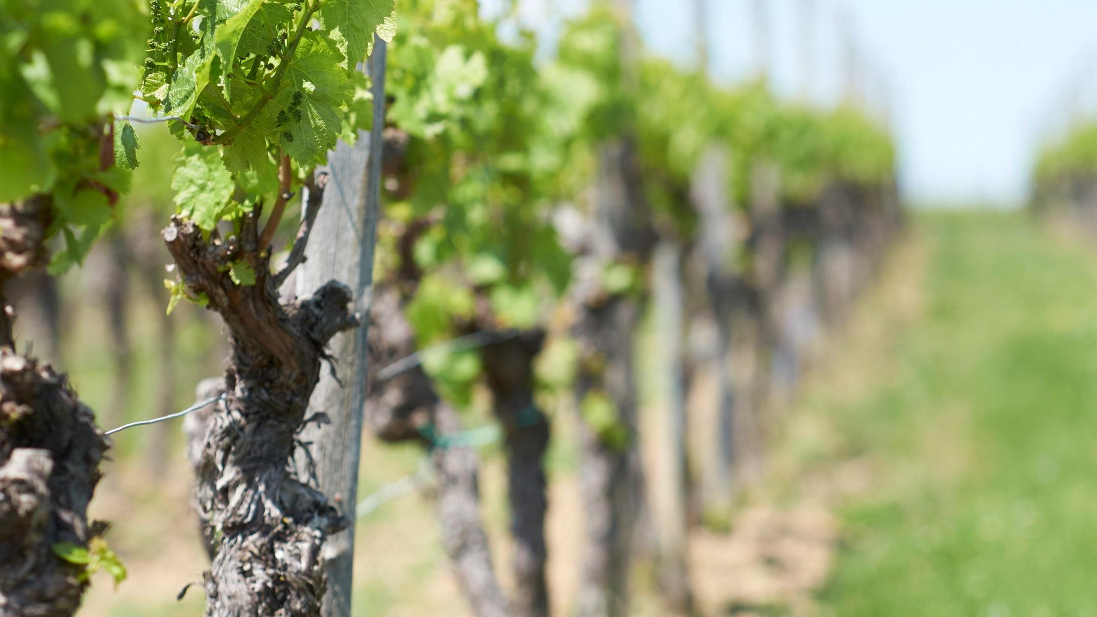 weinstoecke_by_andreas_kroener_pfarrbriefservice