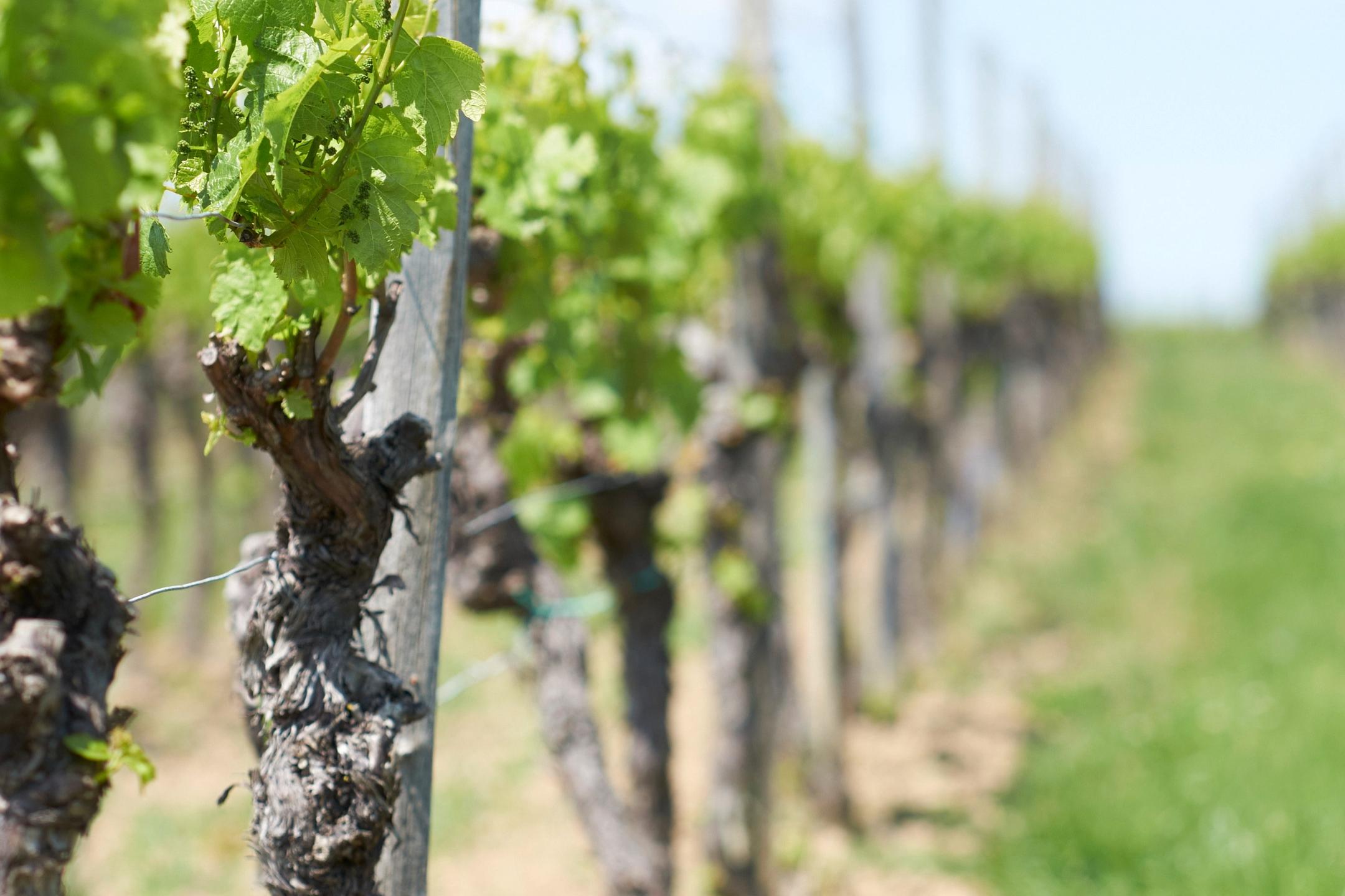 weinstoecke_by_andreas_kroener_pfarrbriefservice
