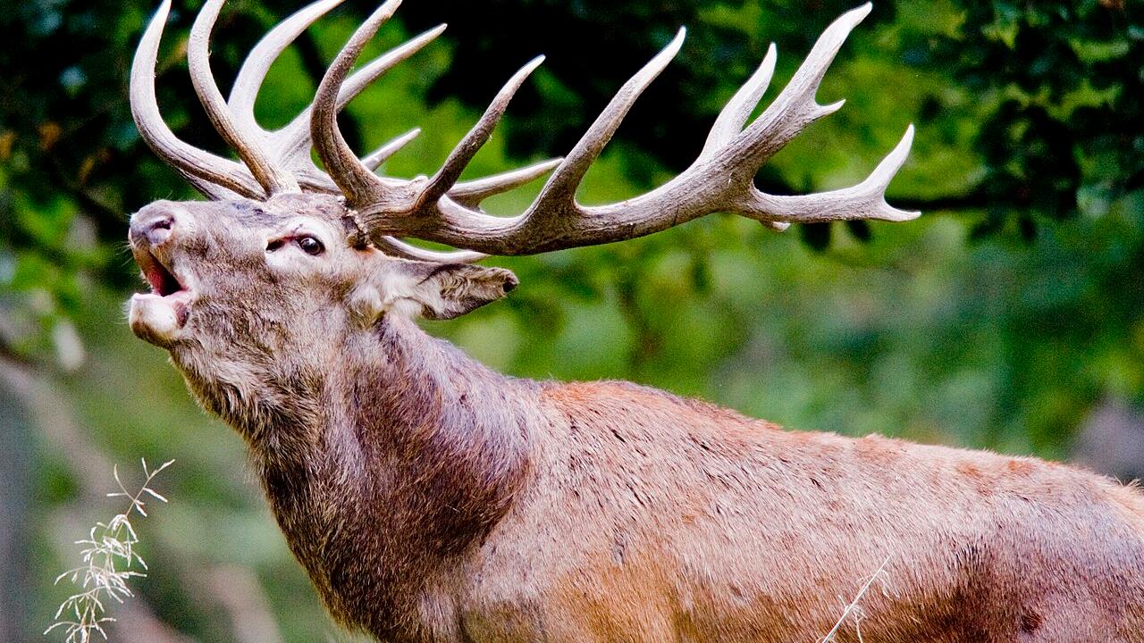 Röhrender Hisch steht im Wald