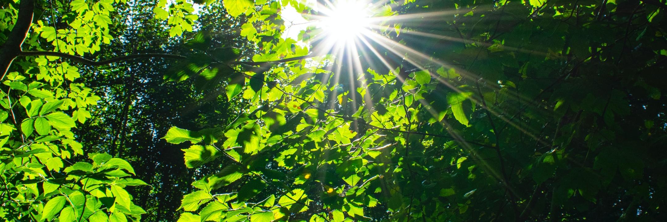 Blick in einen Baum mit hellgrünen Blättern. Die Sonne strahlt dazwischen.